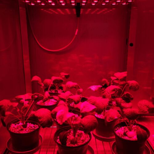 batch_PROJ8-LED-research-Plant-growth-cabinets-aralab-ICAAM-4-500x500