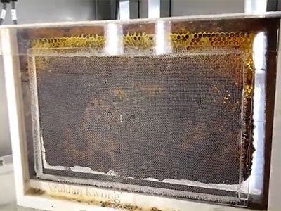 Comprender a las abejas con nuestras cámaras ambientales