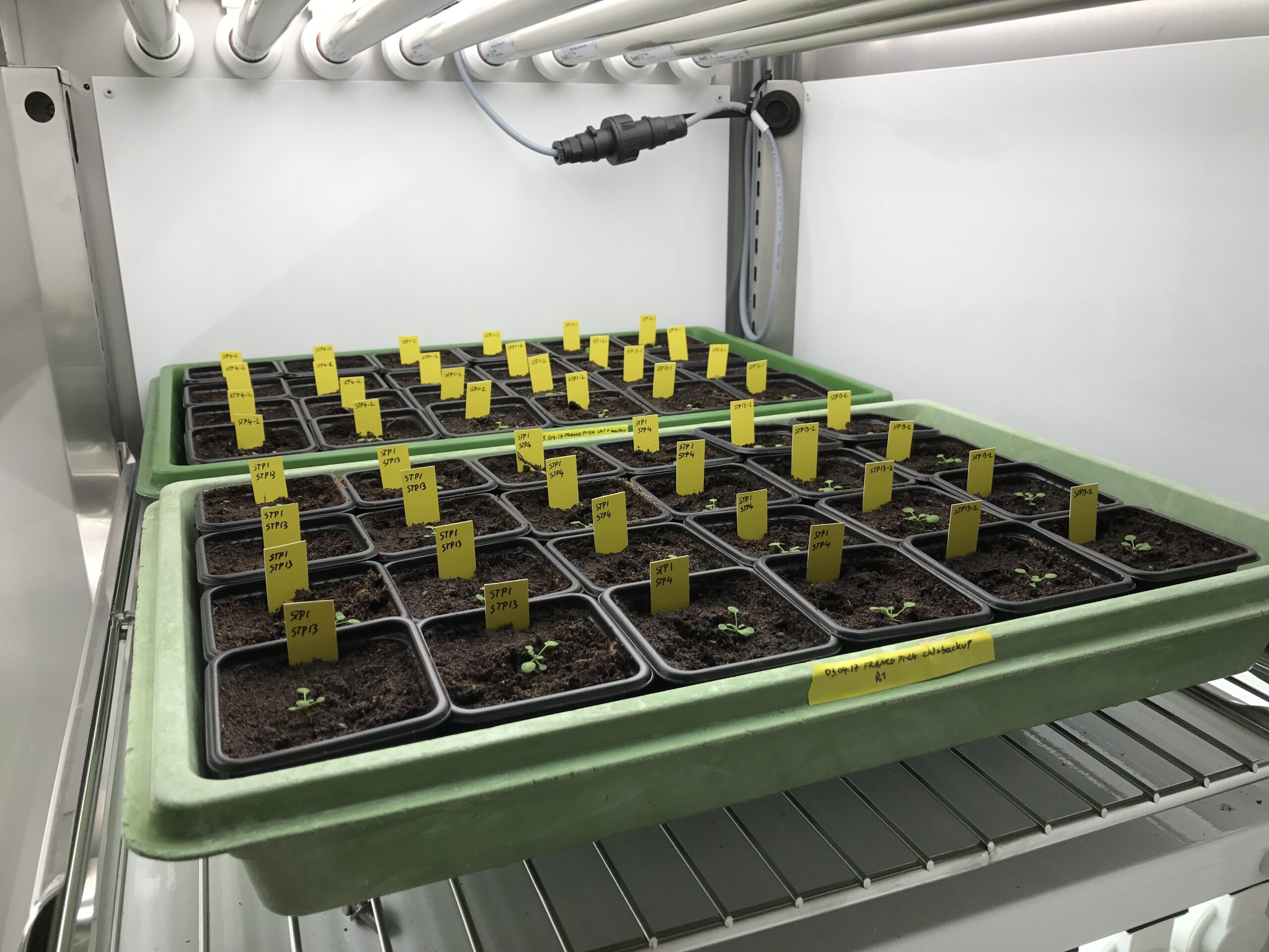 Aralab-Arabidopsis-FitoClima-1200-growth-chamber-scaled