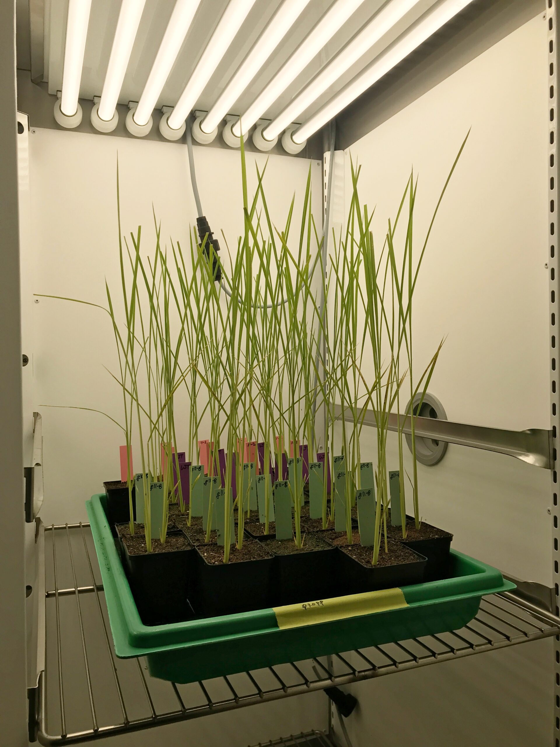 Aralab-Rice-growth-FitoClima-PLH-white-LED-Max-Planck-scaled