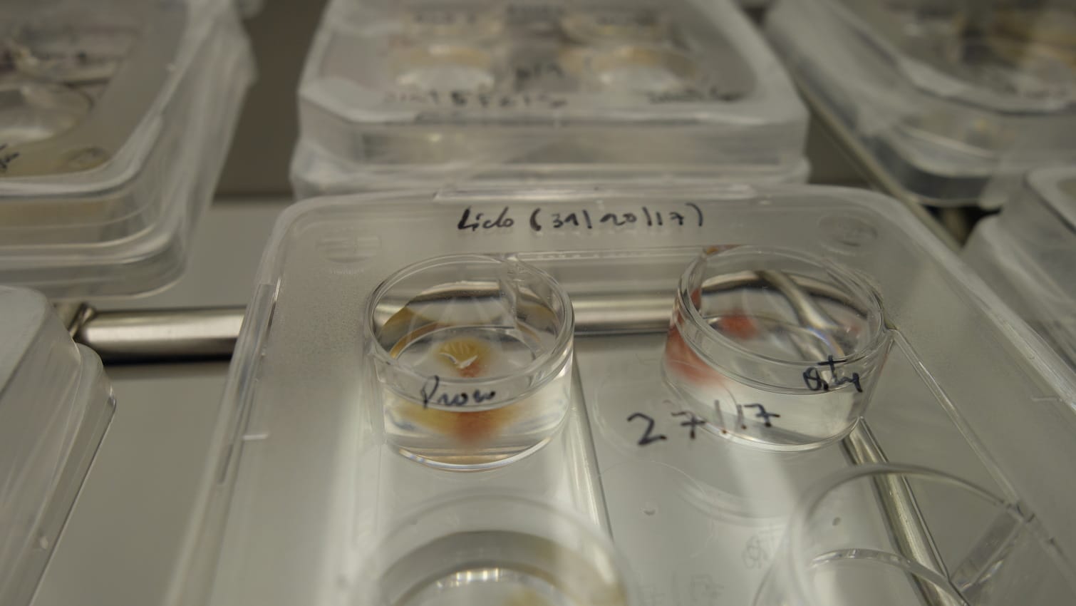Aralab-environmental-growth-chamber-Microalgae-incubation-phytoplankton-research-8-1