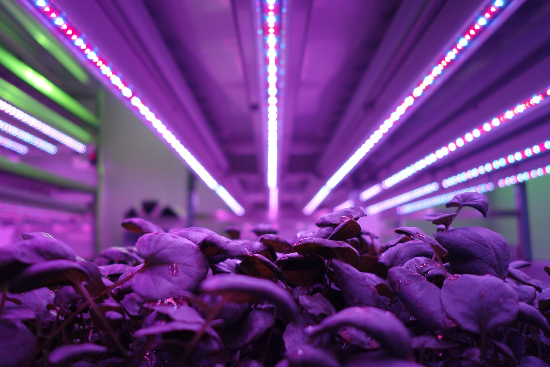 Aralab-vegetable-production-LEDs-Red-Blue-FarRed