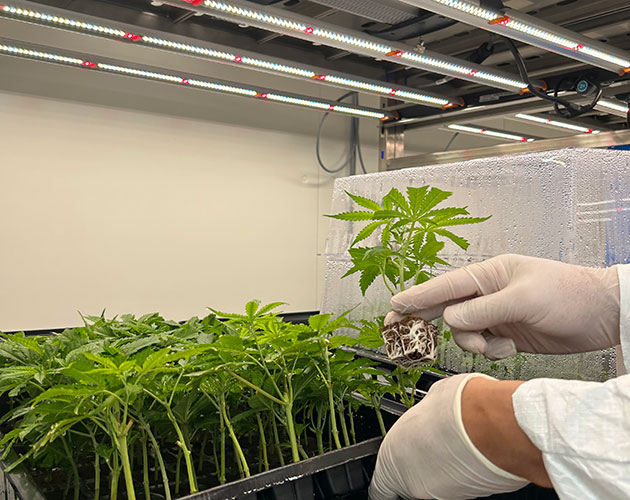 Aralab Cannabis growth rooms