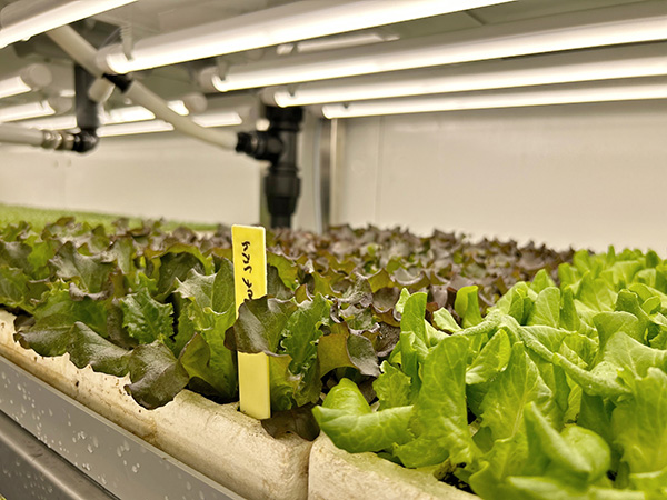 aralab chambers for leafy greens indoor farming