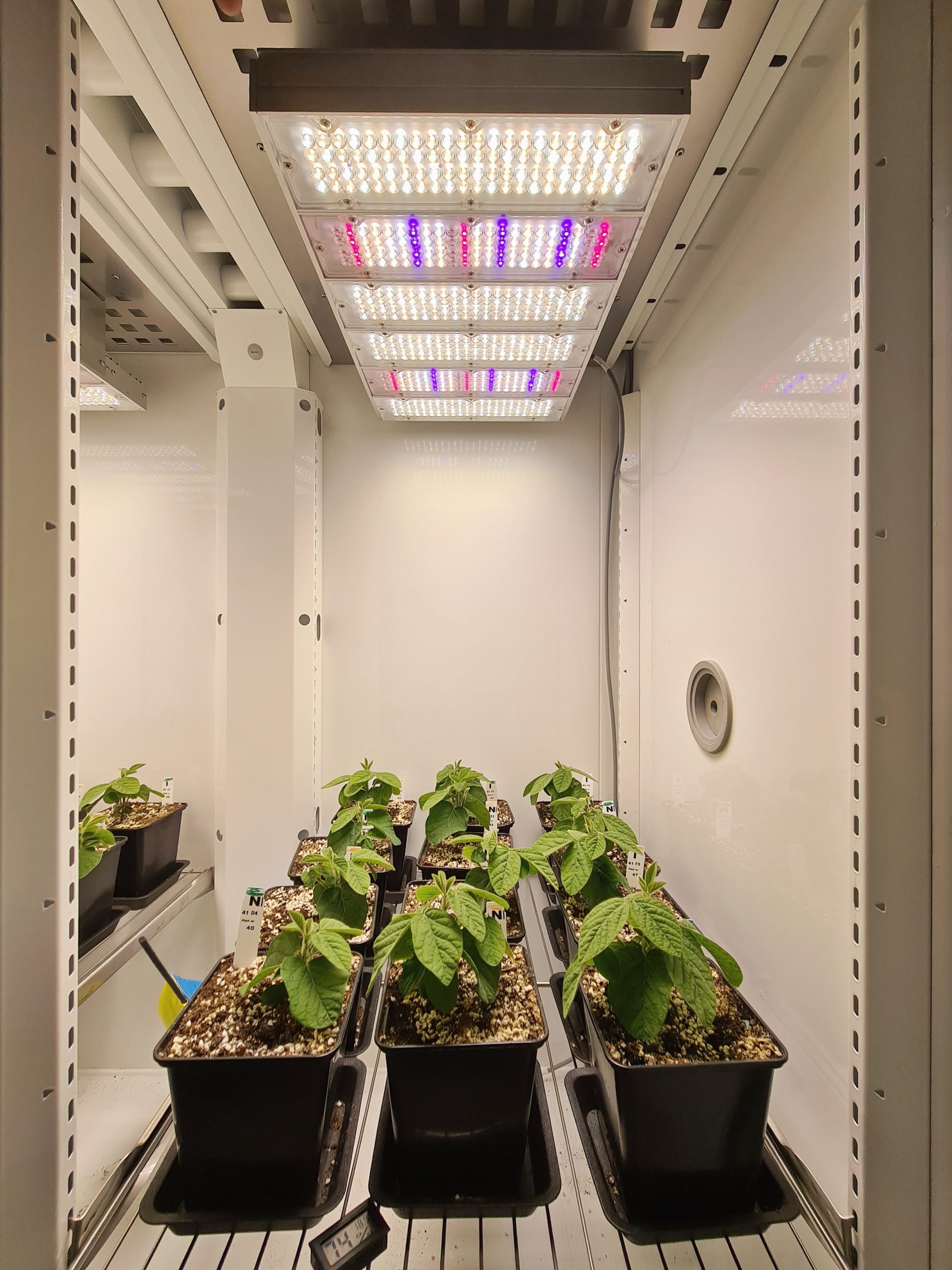 Aralab Soy growth chamber
