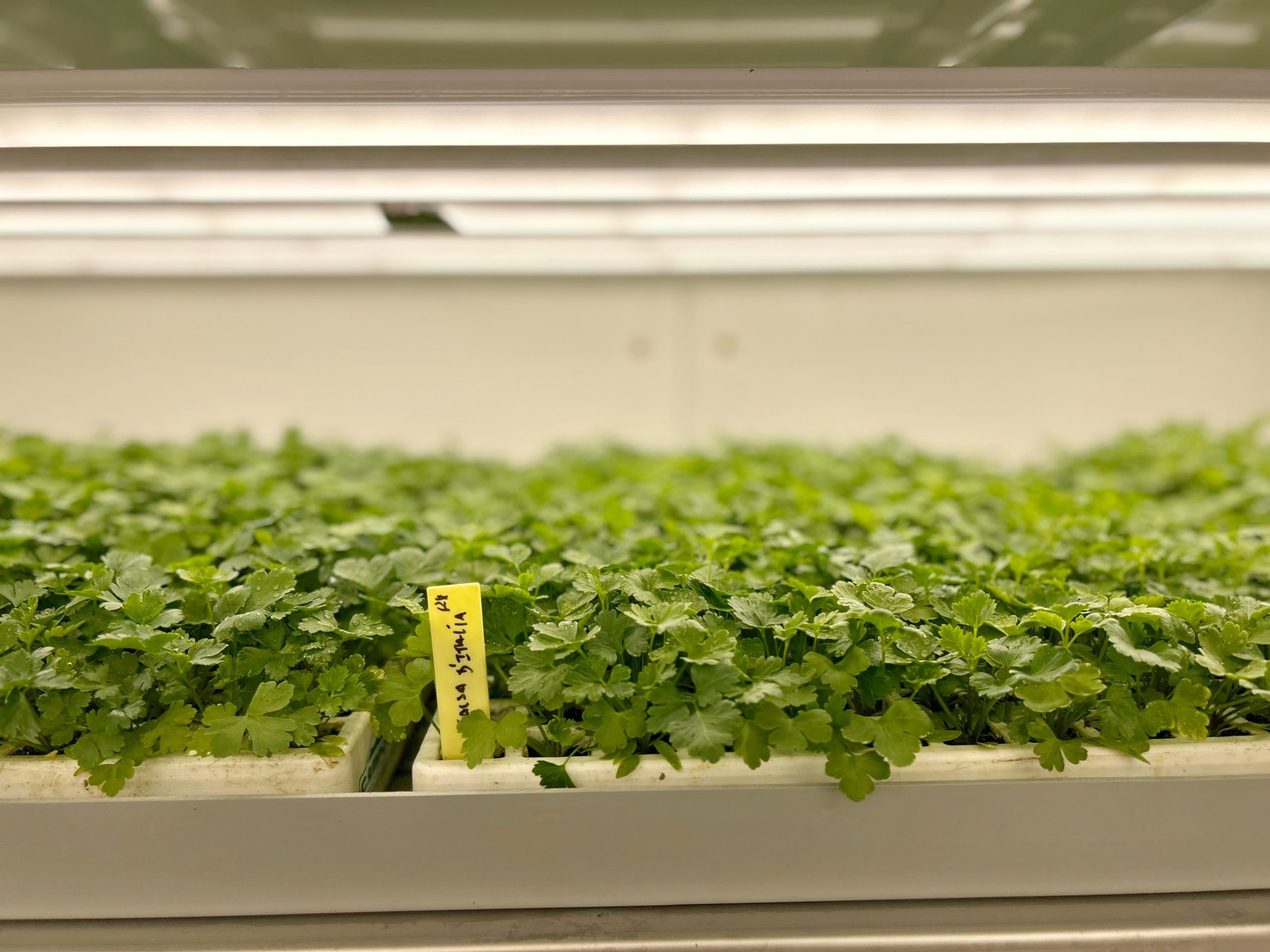 indoor farming chamber aralab - controlled environment agriculture